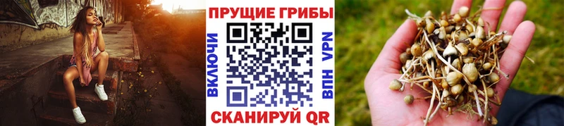 Псилоцибиновые грибы прущие грибы  Купить где  Кедровый 
