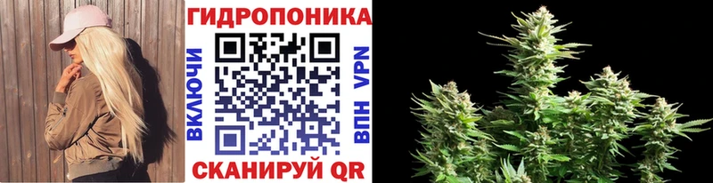 Купить где  Кедровый  Каннабис конопля 
